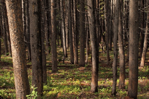 318799.jpeg 318799.jpeg