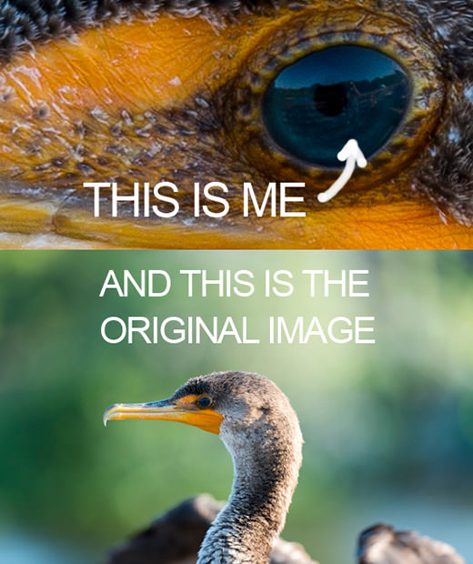 447972.jpeg