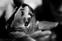 fall fishing continues... 