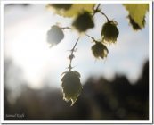 WOHÃƒÂ„ÃƒÂ„ÃƒÂ„ÃƒÂ„ 