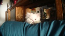 1022353.jpeg 1022353.jpeg