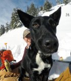 The Powder of the Dog