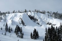 It's a Blackwood Kind of a Day 