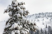 370202.jpeg 370202.jpeg