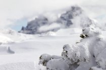 370205.jpeg 370205.jpeg