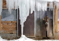 As Cold As Ice:  Suffering & Beauty in Frozen Europe 