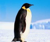 435073.jpeg 435073.jpeg