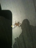 447587.jpeg 447587.jpeg