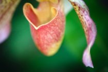 Getting Up Close with Close-Up Lenses 