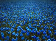 Colorful Gardens with Camera Flowers in Full Bloom 