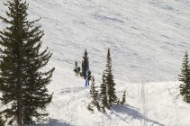 Sickbirds at Snowbird