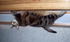 586425.jpeg 586425.jpeg