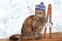 732145.jpeg 732145.jpeg