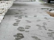 Albany NY In Chaos After Freak 2" Snowstorm