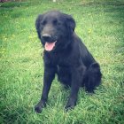 816005.jpeg 816005.jpeg