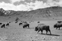 821699.jpeg 821699.jpeg