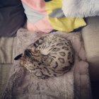 824419.jpeg 824419.jpeg