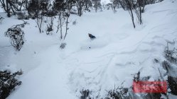 Avalanche Danger High In Australia – Multiple Reports of Skier Triggered Avalanches In Bounds