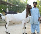 926010.jpeg 926010.jpeg