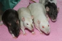 964443.jpeg 964443.jpeg