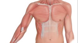 Upper Body Strengthening For Skiers