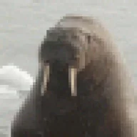 JIB_WALRUS