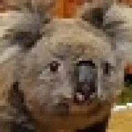 Ye_ol_wild_Koala