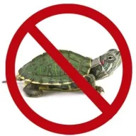 Anti-Turtle