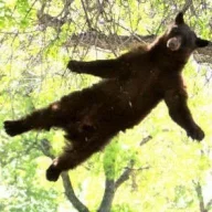 BearsOnKetamine