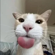 sampli