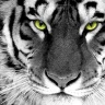 TinyTigers
