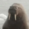 JIB_WALRUS