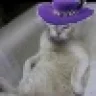 pimpcat