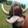 Da-Bull