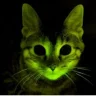 SpookyCat