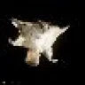 flyingsqirrel3