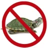 Anti-Turtle