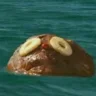 Rum_Ham