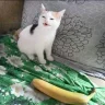 BananaCat