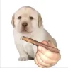 LilBenjiWop
