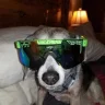PimpChimpin
