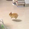 okrdokrr