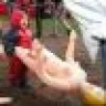 Verno