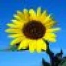 yelsel