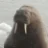 JIB_WALRUS