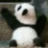 wobbly_panda