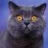 Spicy.Cat