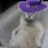pimpcat