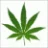 Kush_Squad