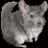 Chinchi